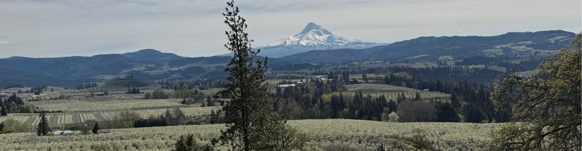 Hood River Valley in full blossom season with Mt. Hood in the backround. As seen from Panorama Park.